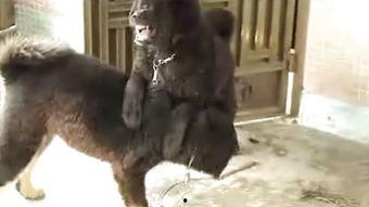 狗片搞笑电影大全,盘点那些让人捧腹的狗狗搞笑电影